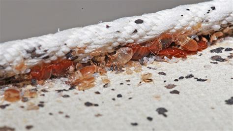 A more accurate way to identify a possible infestation is to look for physical signs of bed bugs. Insects in the City: Are bed bugs worse than we thought?