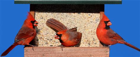 Cardinal Bird Feeder Home And Living Outdoor And Gardening Jan