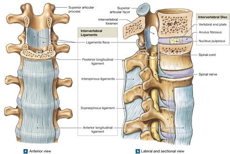 94 Intervertebral Joints Contain Intervertebral Discs And Ligaments