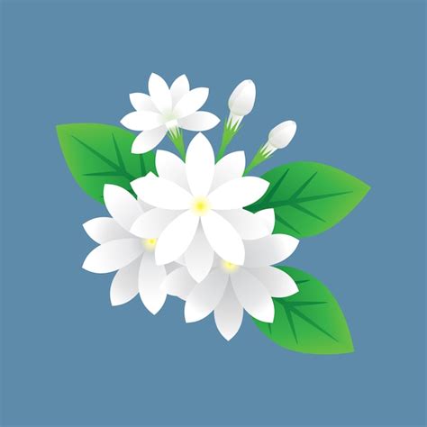 Jasmine Flower Premium Vector