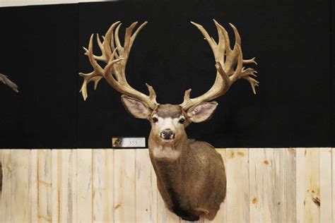 20 Of The Largest Mule Deer Of All Time Gohunt