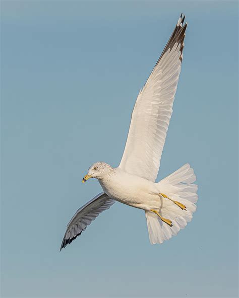 Ring Billed Gull Flying 4 Photograph By Morris Finkelstein Fine Art