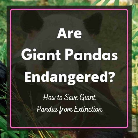 Why Are Giant Pandas Endangered Bestofpanda