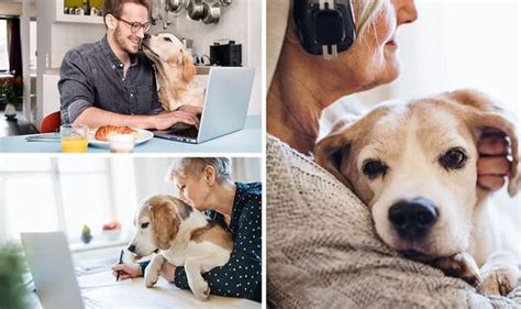 These funny pets have gone viral thanks to their sheer cuteness. Dogs working from home: All the best pics and memes online ...