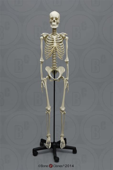 There are 206 bones in human body. Human Female European Articulated Skeleton - Bone Clones ...