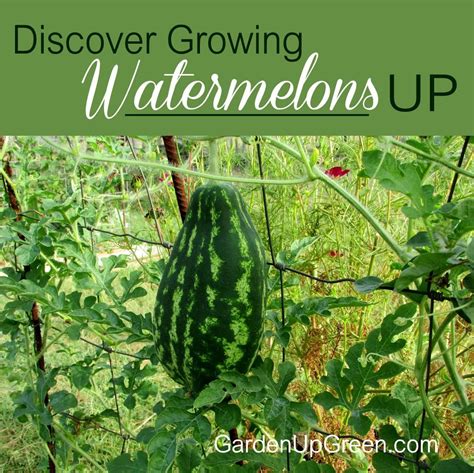 Growing Watermelons Up How To Grow Watermelon Vertical Herb Garden