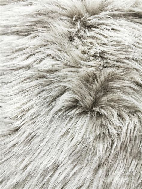 White Fur Background Photograph By Tom Gowanlock