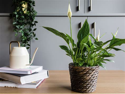 It's thought it was brought to europe some time in the late 1800s and it's adapted well to the uk's less than tropical conditions. Are Cannas Poisonous To Cats