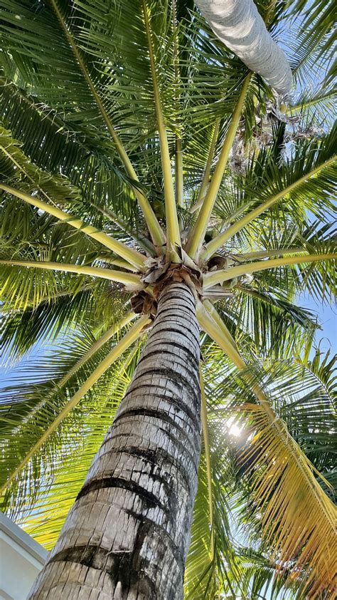 Download Wallpaper 1350x2400 Palm Tree Branches Bottom View Tropics