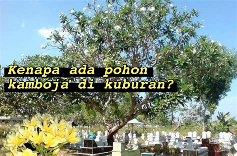 33 Gambar Bunga Kamboja Kuburan Yang Mantul Informasi Seputar
