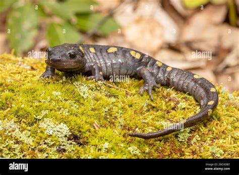 Adult Spotted Salamander Ambystoma Maculatum Stock Photo Alamy