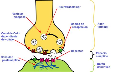 Sedin Notas Y ReseÑas La Maquinaria De Las Sinapsis Cerebrales Está