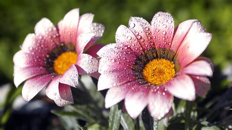 48 Beautiful Flowers Wallpapers Free Download Wallpapersafari