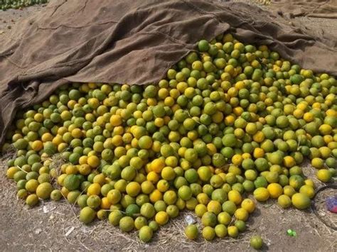Fresh Oranges Nagpur At Rs 24000ton Kalamna Market Road Nagpur