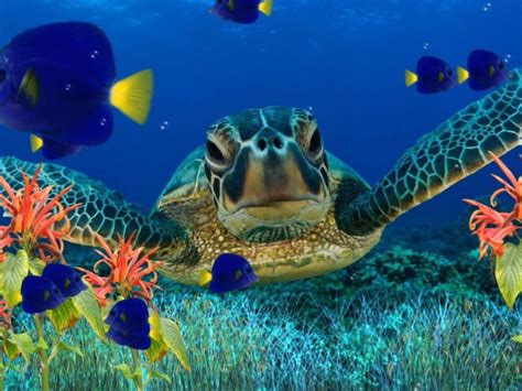 Sea Turtle Underwater Flora Fish Art Wallpaper Hd