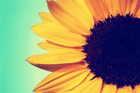 Amazon com a monamour watercolor sunflower pattern summer. Black and Yellow background ·① Download free stunning ...