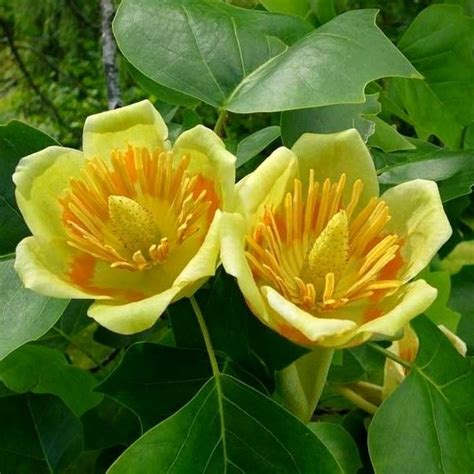 Save on flowers & gifts today. Fleurs du Liriodendron tulipifera --- in other words ...
