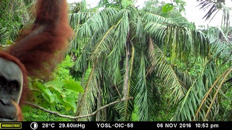 Caught On Camera Sos Sumatran Orangutan Society