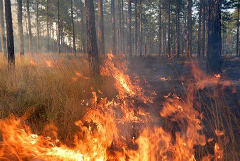 Prescribed Fire Wildlife Alabama Cooperative Extension System