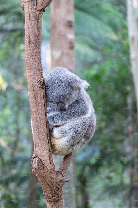 Sleepy Koala Bear Animal Stock Photos ~ Creative Market