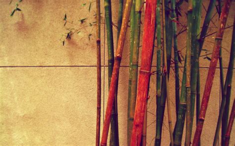 Gambar Bamboo Hd Wallpapers Backgrounds Wallpaper Abyss Background Id Di Rebanas Rebanas