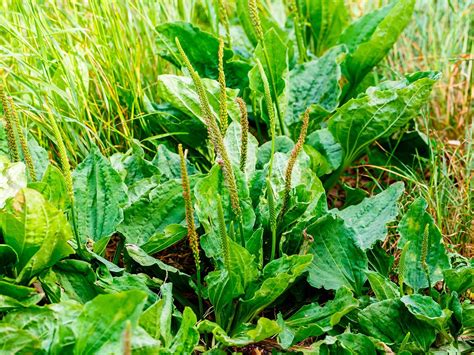 8 Pics Identifying Common Garden Weeds Uk And View - Alqu Blog