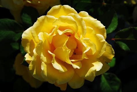 Deserts And Beyond Yellow Roses~mellow Yellow Monday~041612