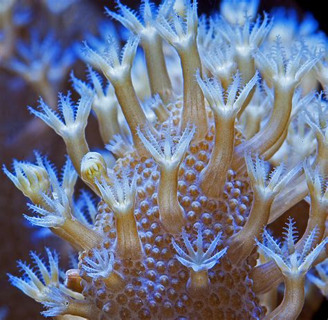 Macro Photography For Coral Reef Aquariums