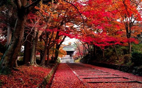 Nature Landscapes Trees Leaves Color Autumn Fall Park Path
