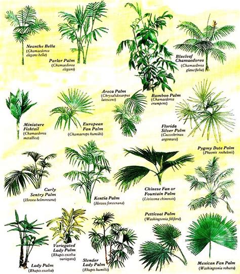 Grow Tropical Palms At Home Mother Earth News Tropical House Plants