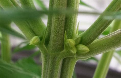 At this stage, the stems and leaves a sudden drop in temperature or a late spring snowfall can kill your cannabis crop outright. What to Expect During the Cannabis Flowering Stage | Grow ...