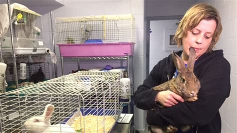 Windsor/Essex Humane Society investigating after seven stray rabbits found | CTV News