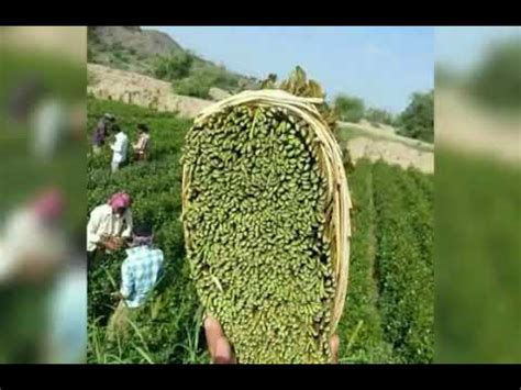 Khat contains the alkaloid cathinone, a stimulant, which is said to cause excitement, loss of appetite, and euphoria. ابوحنظله دوس ياسواق قات ماويه احلا قات - YouTube