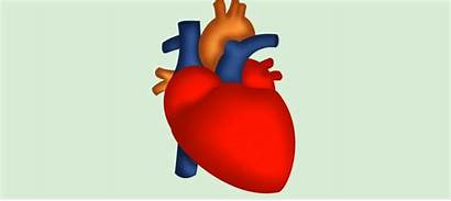 Heart Anatomy Human Draw Center