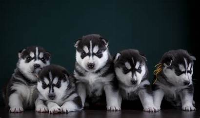 Husky Puppies Funny Wallpapers Dogs Desktop