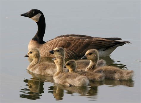 Free Picture Lesser Canada Geese Female Bird Brood Swimming