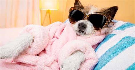 You Can Treat Your Pup To An Actual Spa Day At This Miami Dog Hotel