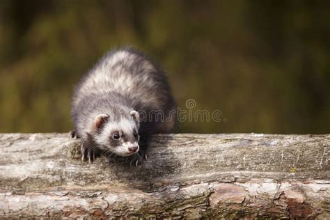 1210 Male Sable Ferret Stock Photos Free And Royalty Free Stock Photos