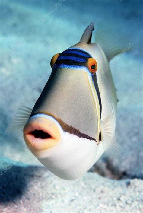 Arabian Picasso Triggerfish Stock Image C0024477