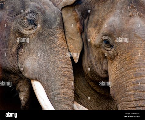 Animal Couple Kiss Hi Res Stock Photography And Images Alamy