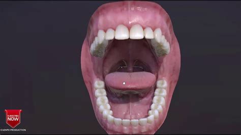 Photorealistic Human Mouth Model 3d Youtube