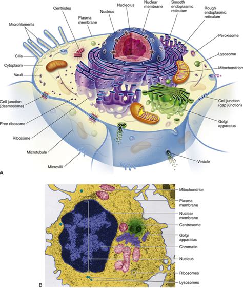 Cellular Biology Basicmedical Key