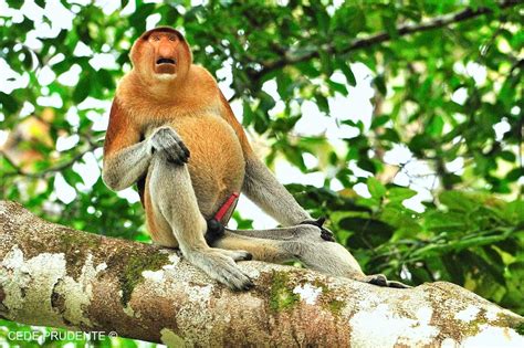 Cede Prudente Blog Wildlife Photography In Borneo Proboscis Monkeys