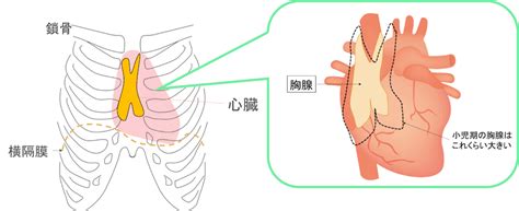 Information and translations of 胸腺 in the most comprehensive dictionary definitions resource on the web. Images of 胸腺 - JapaneseClass.jp