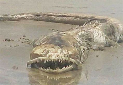 Sea Monster Washes Up In Mexico But Internet Cant Identify Beast