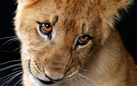33 Cute Lion Cubs Wallpapers Wallpapersafari