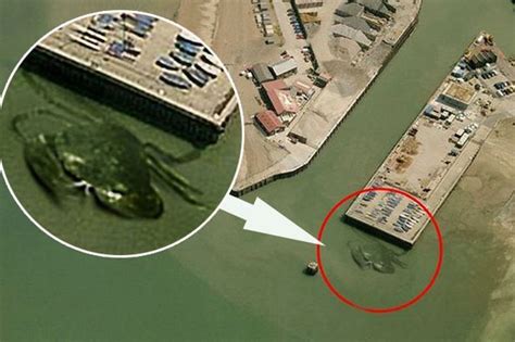Creatures caught on google maps. Has Google Earth Captured A New Zealand Sea Monster ...