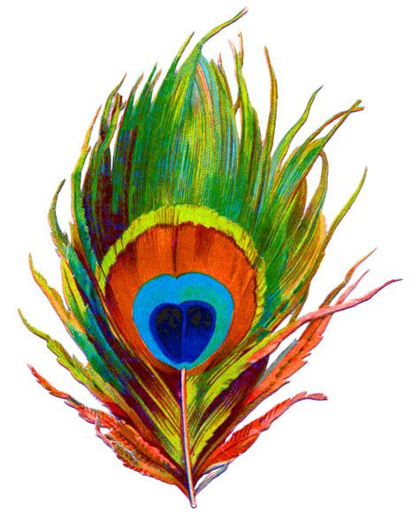 Free Peacock Feathers Png Download Free Peacock Feathers Png Png
