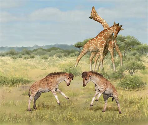 Why giraffes are so tall