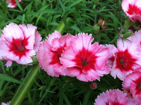 Dianthus Pinks Carnations And Sweet Williams